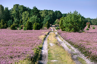 Die Lüneburger Heide