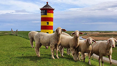 Pilsumer Leuchtturm in Niedersachsen mit Schafen